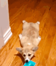 180_212gif 动态图 动图