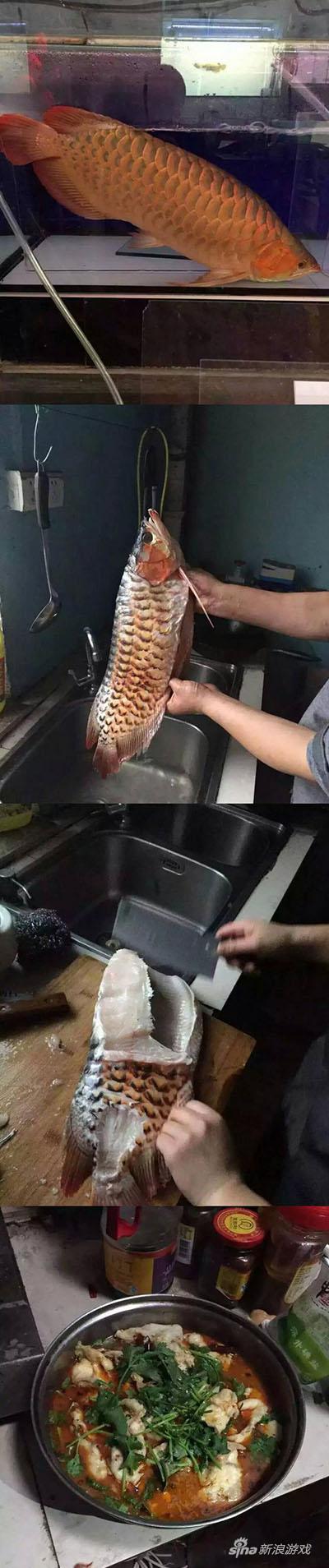 暴殄天物，居然酸菜鱼，清蒸才好，蠢！