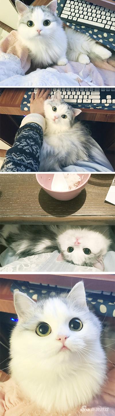 猫咪不是更可爱