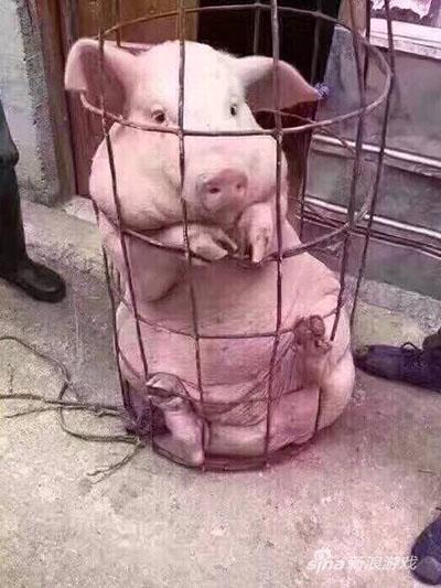 这么萌，真舍不得一次吃完