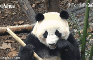 事实证明不运动天天吃竹子也会长胖