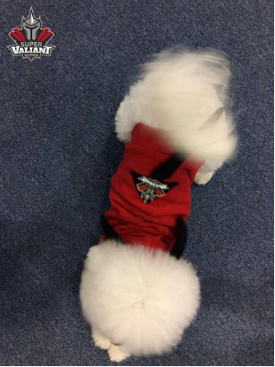 俱乐部内的宠物狗