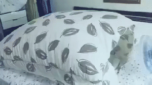 夏日解暑新方法