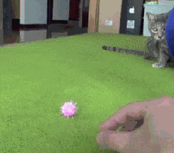 主人内心的骄傲都溢出来了吧