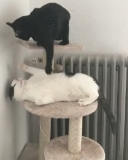 打脸打脸打脸！