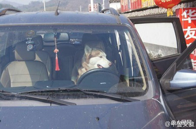 半天才反应过来汪某……是个人