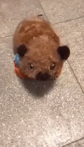 真·熊孩子