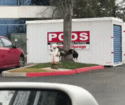 乞求自己变的更美味