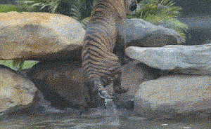 算了，不吃了……不饿了