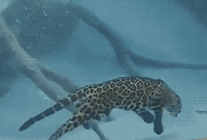 我是我们海豹界里花纹最好看的