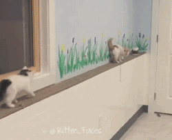 个矮者胜