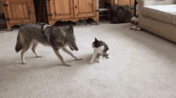 猛兽战斗力排名：猫>俄罗斯人>狼