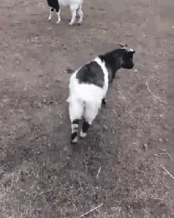 这样的物种居然没有被灭绝