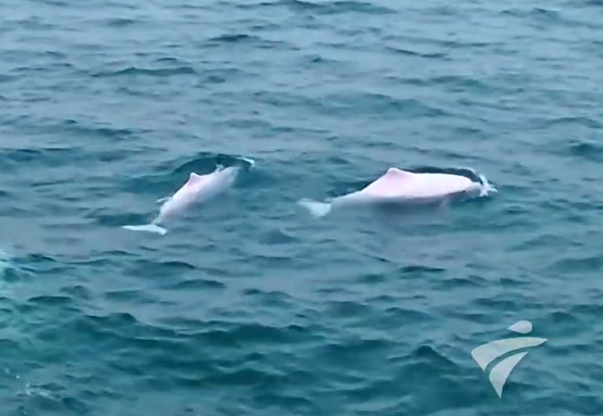 （社会）大湾鸡本体现身珠江口