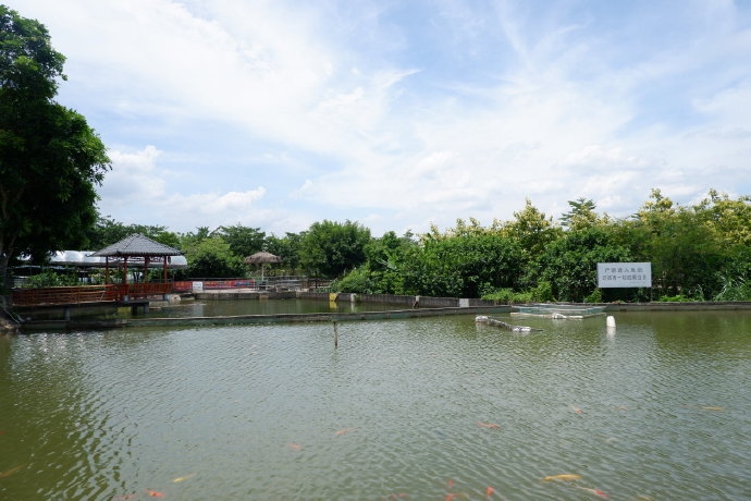 遂溪金龟岭农场半日游 夏日消遣好时光