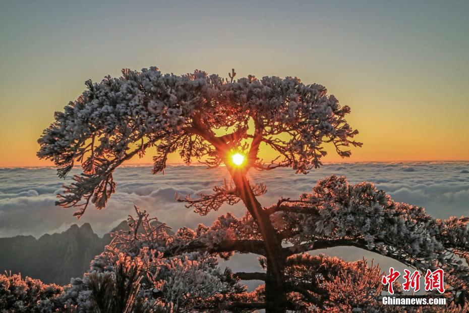 黄山云海,日出,雾凇多景齐现 壮丽景观美如画