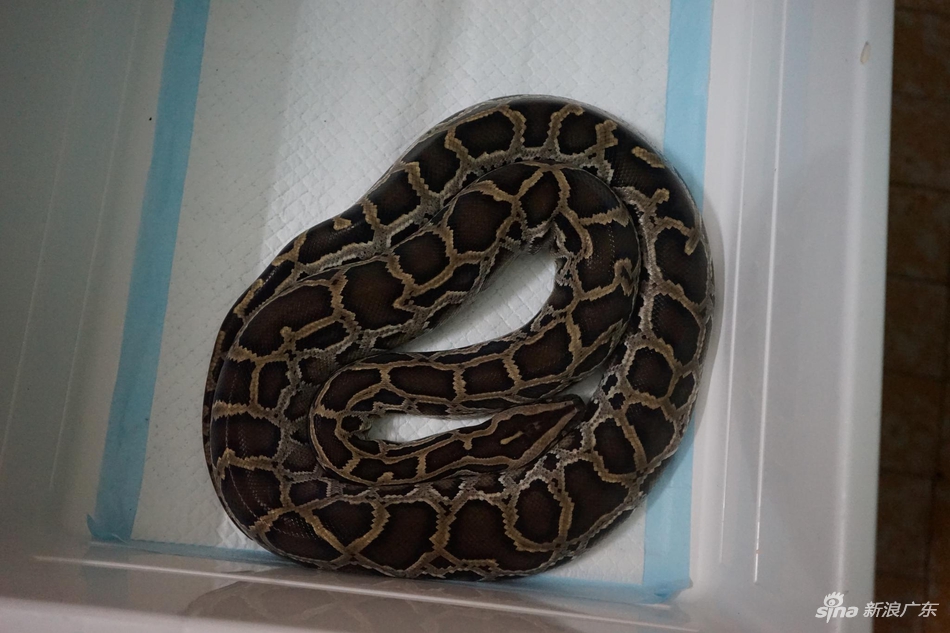 广东警方森网行动缴万余野生动物抓50多人 案值750万