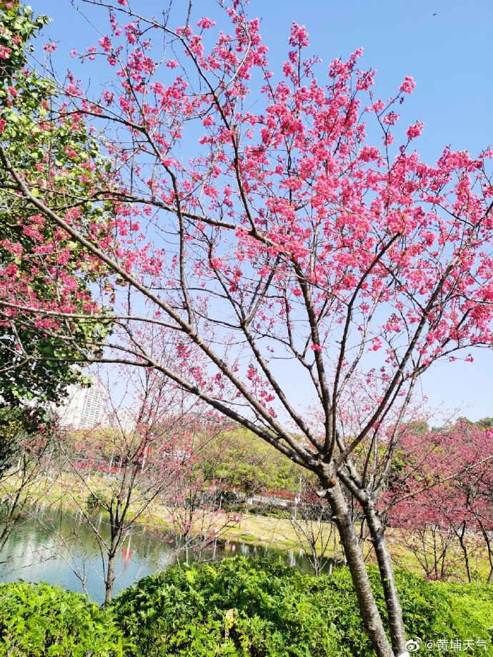 萝岗创业公园樱花盛开