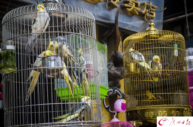 陪伴广州人17年的芳村花鸟市场暂不搬