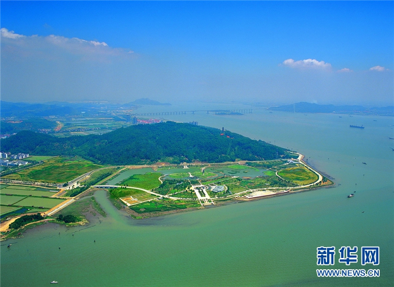 南沙万平米花田进入花期 夏花绚烂绽放