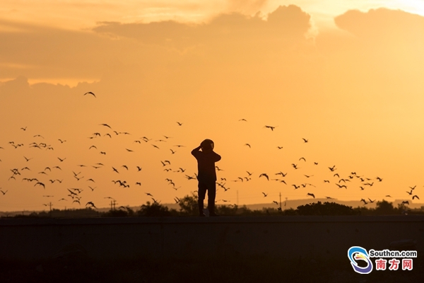 护鸟人和他的"桃花岛":十年守护换得凫雁满回塘