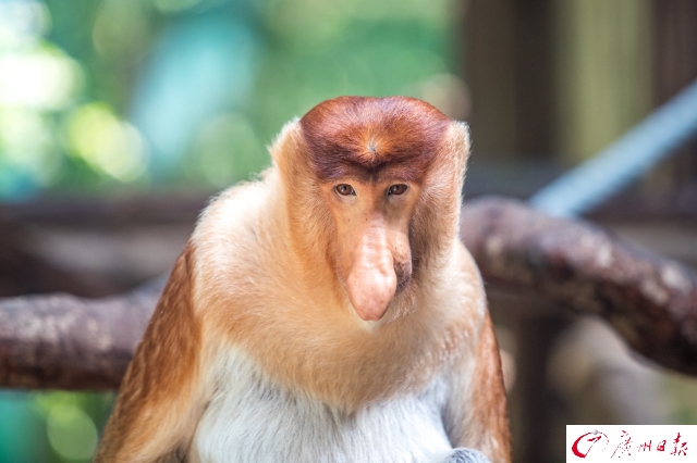 动物大狂欢!印尼"大鼻"打飞的来广州落户