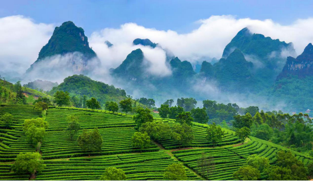 图为英德茶园一角