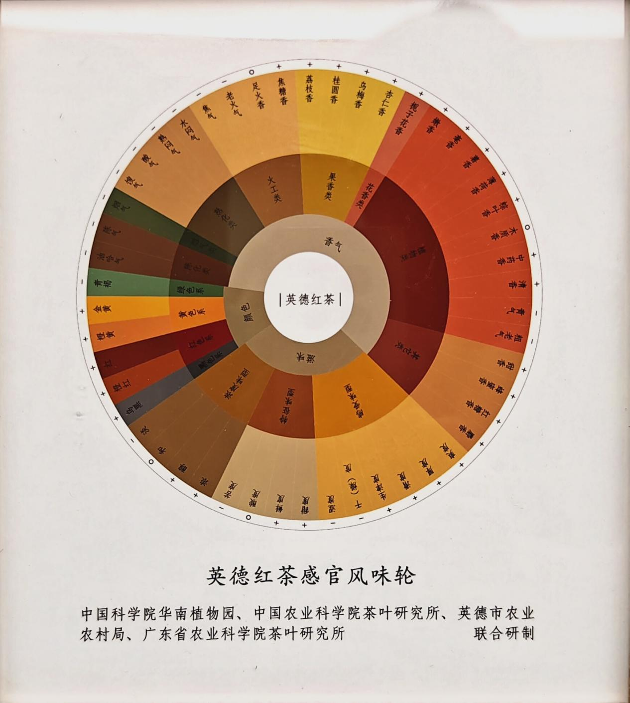 英德红茶感官风味轮