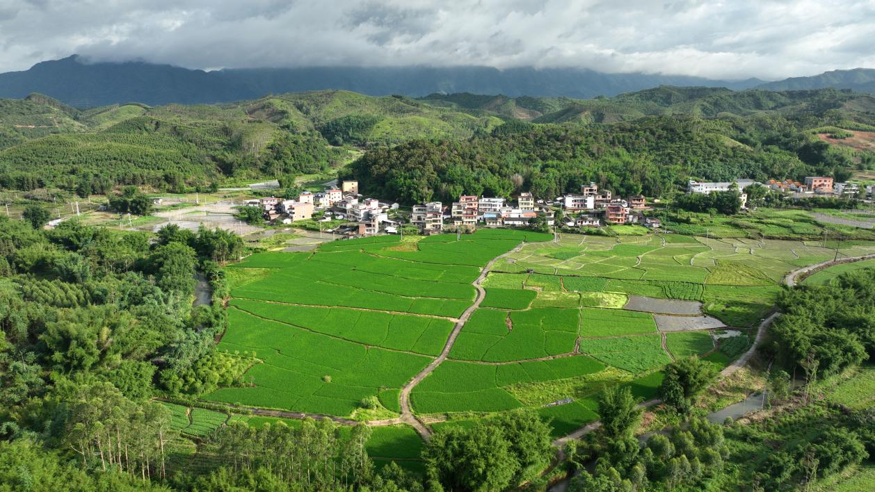 上太村西洋菜种植基地