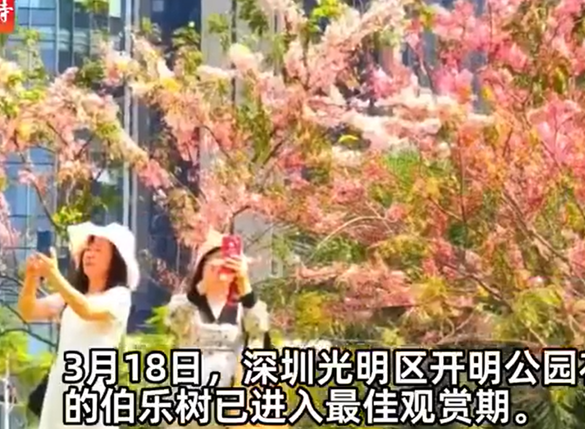 （微博）深圳人的粉色春天到了
