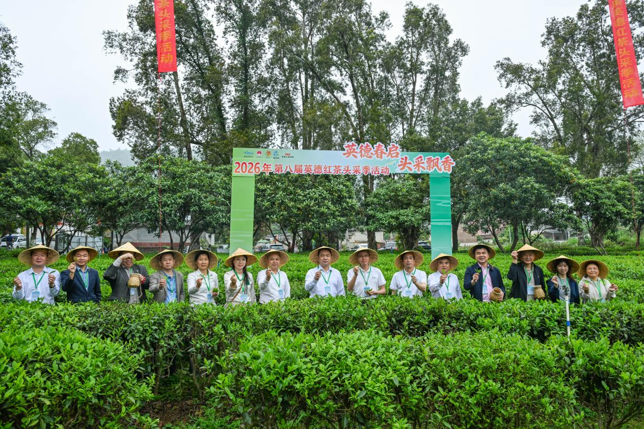领导嘉宾采摘“明前茶”。徐英豪 摄