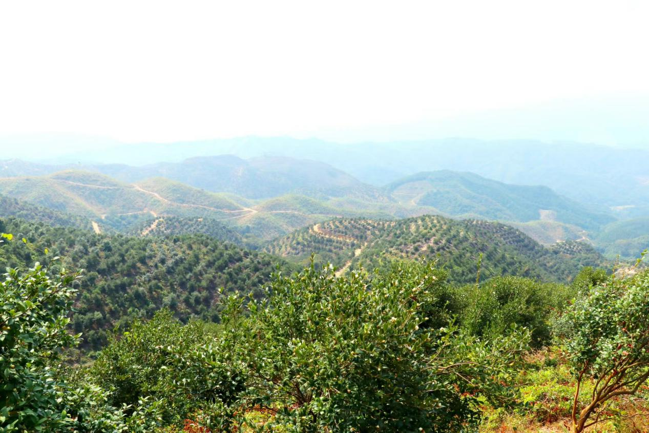 高洞村油茶林