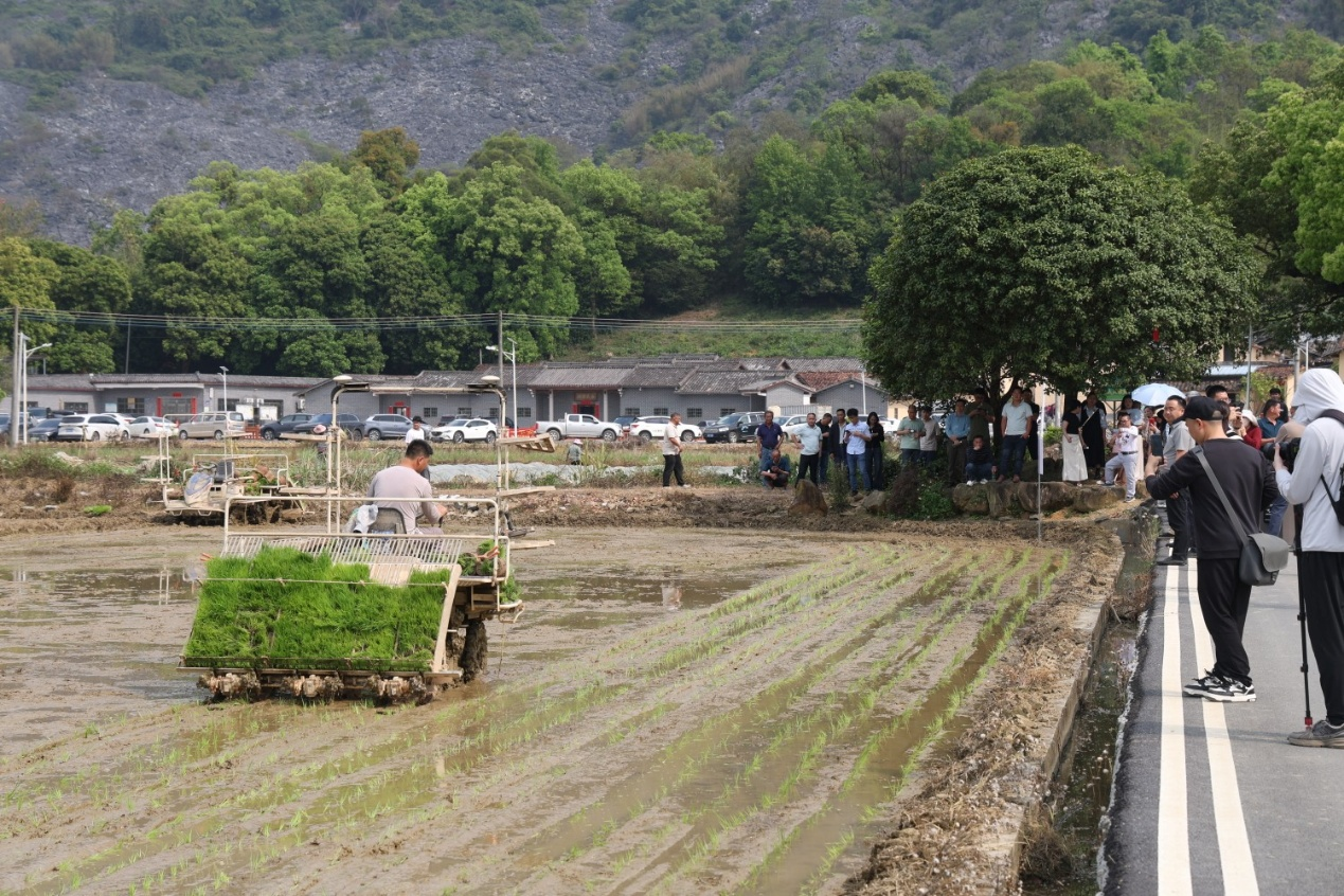插秧机插秧。钟履双 摄