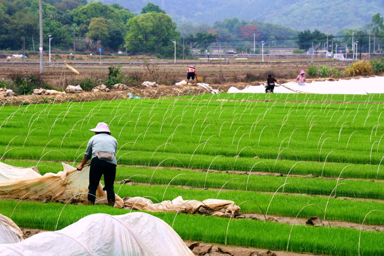 农户掀开秧苗覆盖薄膜。钟履双 摄