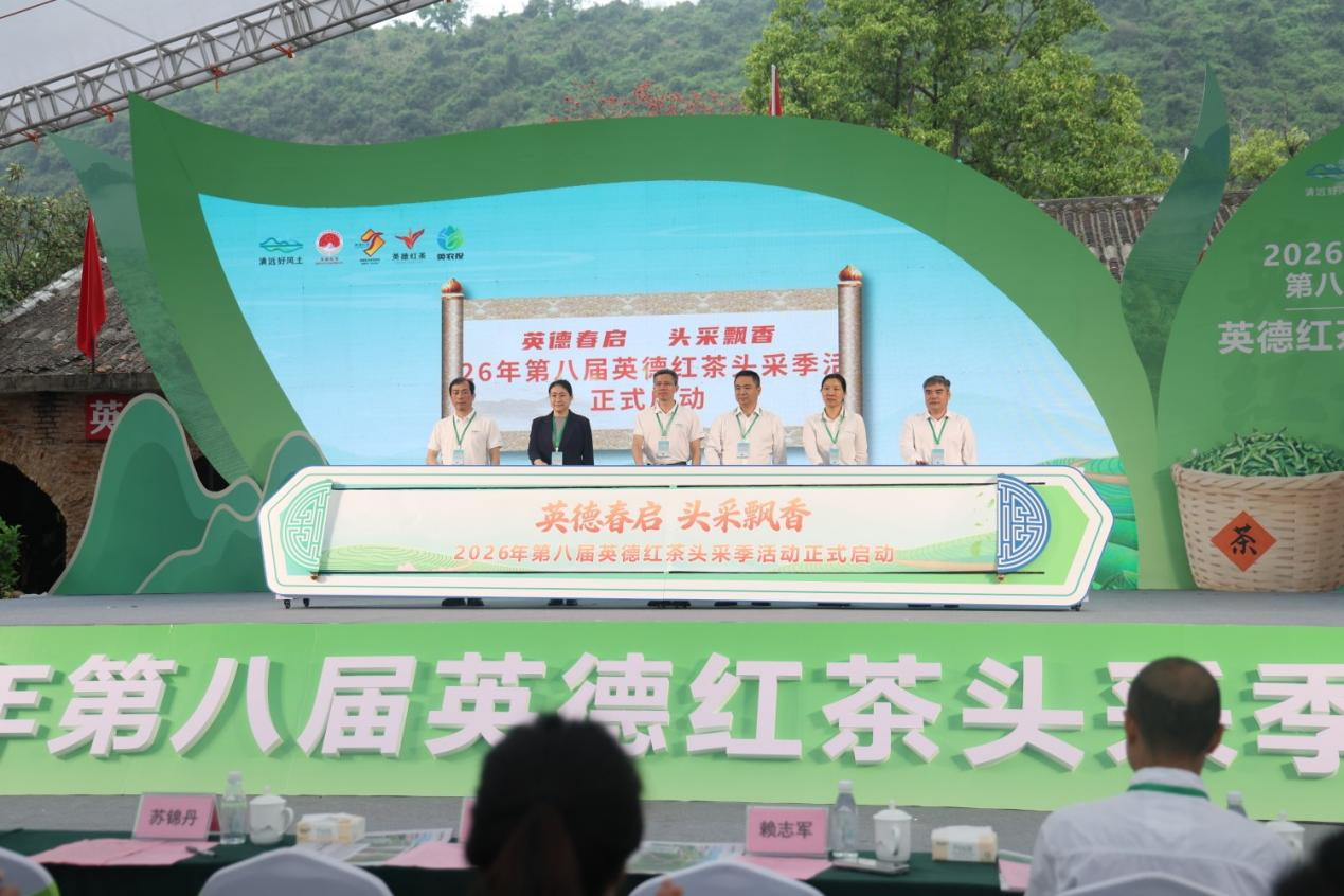 2026第八届英德红茶头采季正式启动。钟履双 摄
