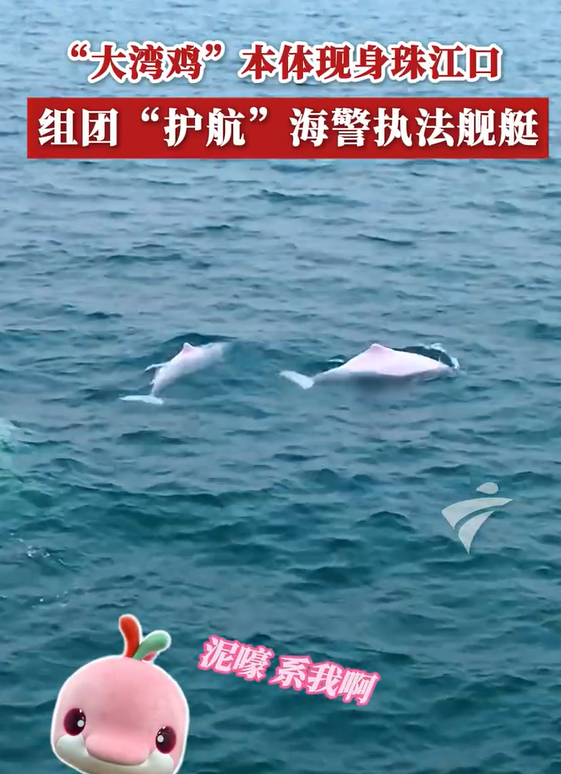 大湾鸡本体现身珠江口