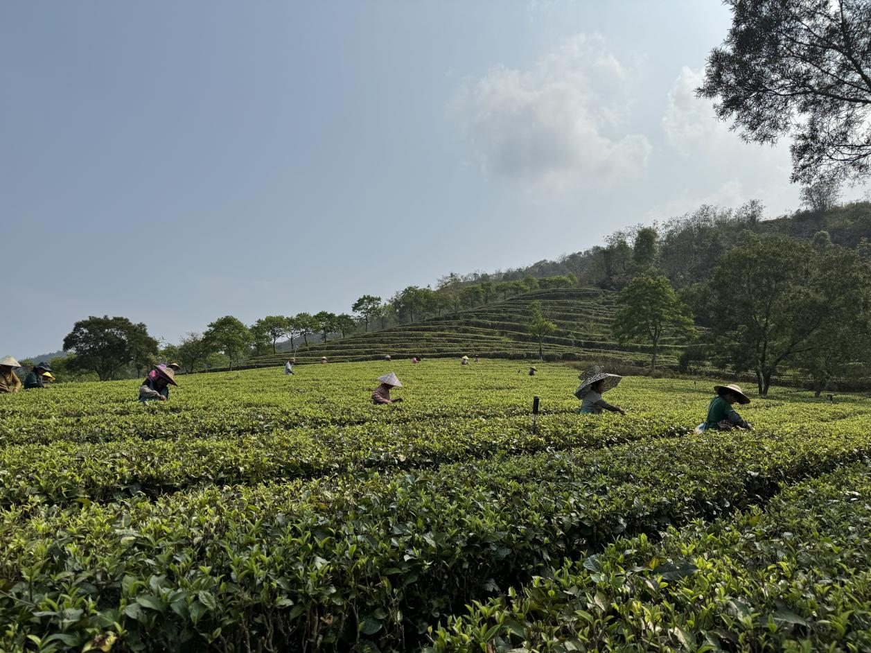 茶农采摘春茶。徐英豪 摄