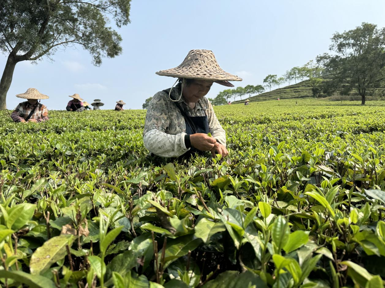 茶农采摘春茶。徐英豪 摄