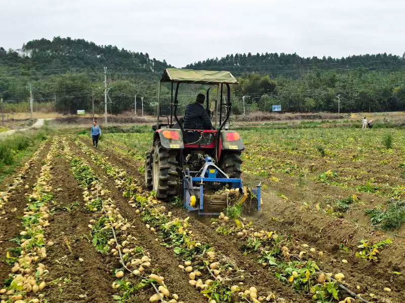 友联村种植基地刚出土的马铃薯 通讯员供图
