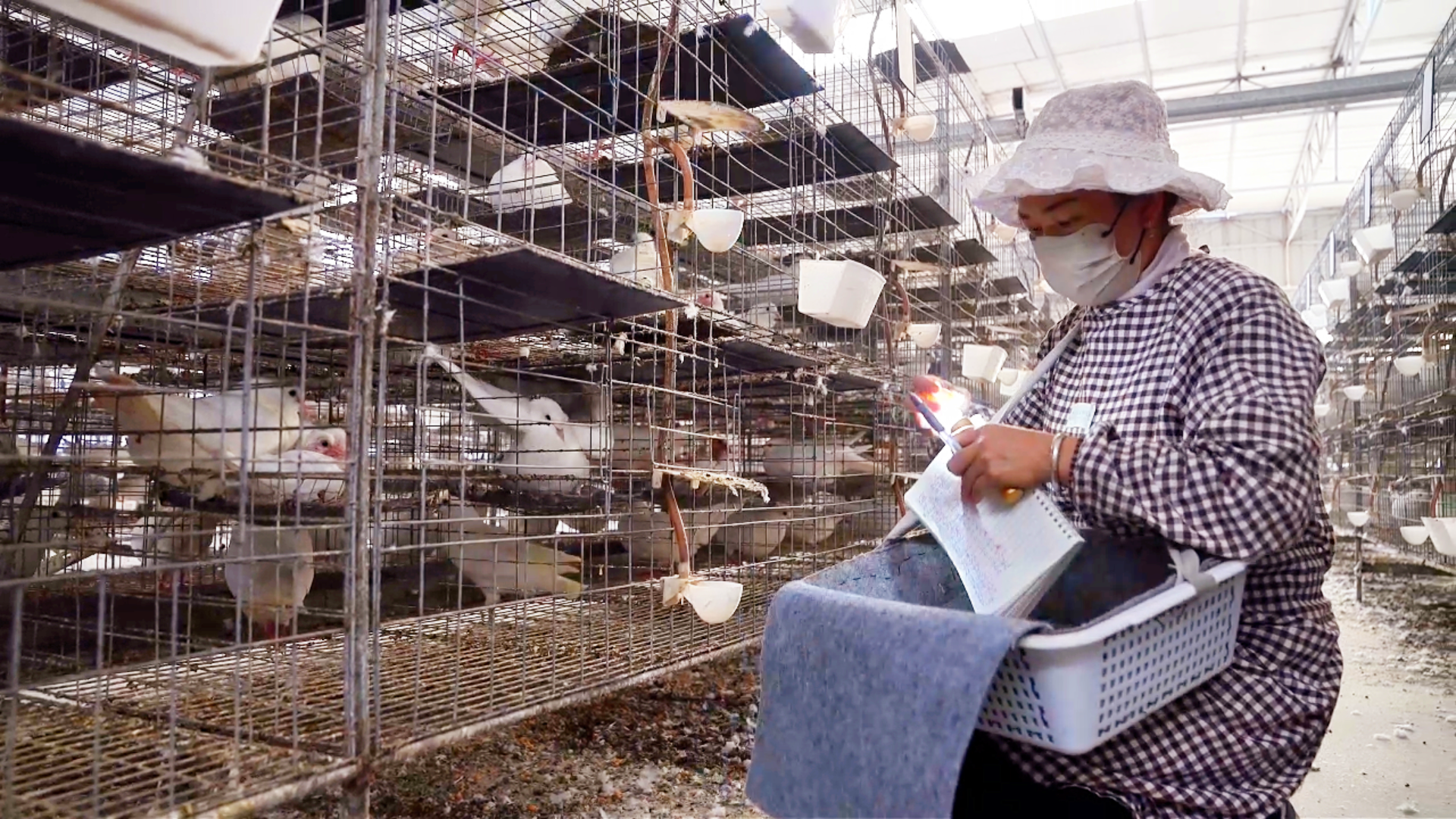 图为鸽农在养殖间作业