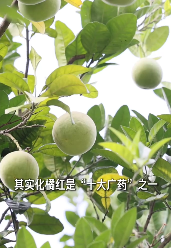 华春莹点赞的化橘红亮相两会茶歇区