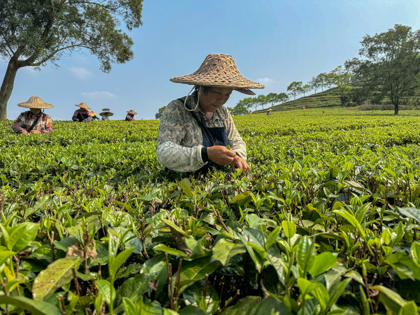 茶农采摘茶叶 徐英豪/摄