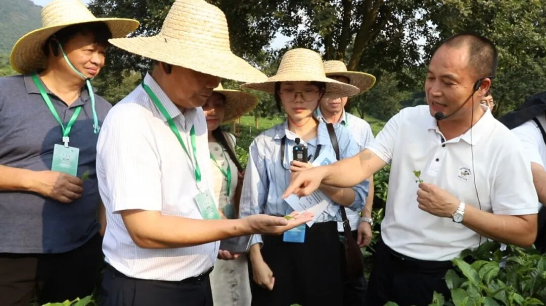 代表团参观英德红茶标准化种植基地，体验采茶制茶工艺，了解茶旅融合发展模式。通讯员供图