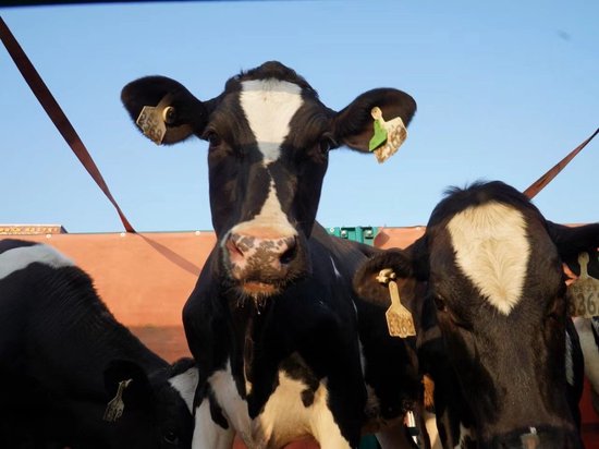 风行牛奶华美牧场再添800头澳大利亚良种荷斯坦奶牛