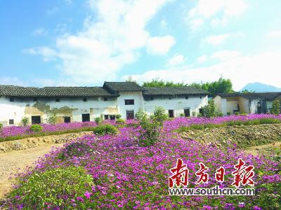 日前,通过市级特色村验收的迳头镇迳头村仓库(甲名)自然村里盛开的