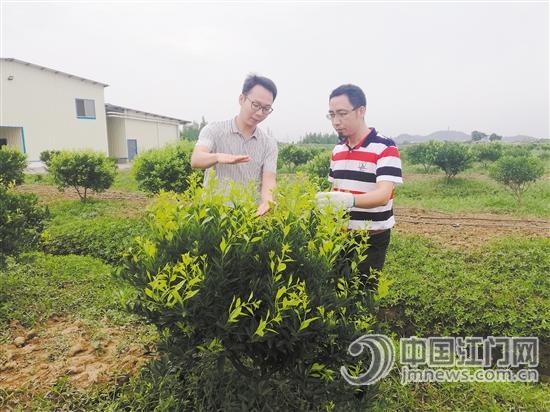 江门熊子塔下的精致农业新会陈皮探索有机种植模式