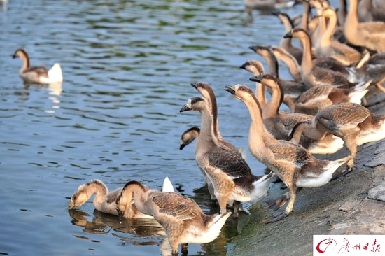 鳌头镇的乌鬃鹅在河边喝水吃草,营养充足,活动量大,故而肉质鲜嫩.