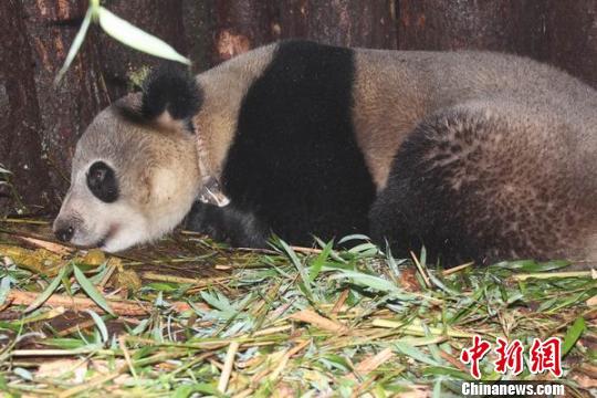 大熊猫张想放归自然4年生存良好 今日再次放归