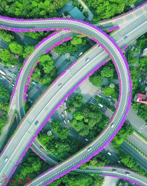 东晓南高架上簕杜鹃盛开,是广州有名的"空中花廊".