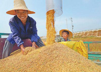 中国将加快推动粮食产业创新发展和转型升级